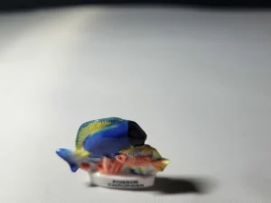 S2T7 FEVE A L'UNITE LES POISSONS