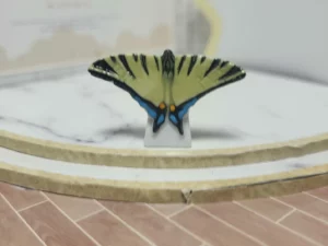 S7T2 FEVE A L'UNITE LES PAPILLONS