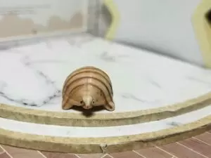 S7T3 FEVE A L'UNITE LES ANIMAUX EN BOIS