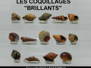 DVO5 LES COQUILLAGES