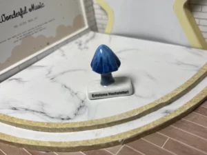 FEVES A L'UNITE LES CHAMPIGNONS