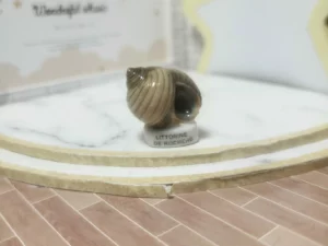 ST11 A4 FEVE A L'UNITE LES COQUILLAGES