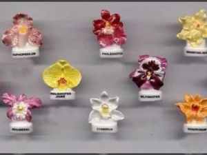 DVO14 LES ORCHIDEES- FLEURS